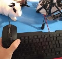 Долго не мог понять почему не работает мышь и клавиатура ))) ваще дебил !!!