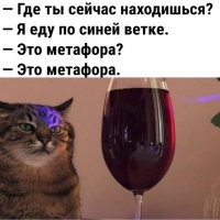 Кот Степан набрал миллион подписчиков и стал  "лицом" модного бренда