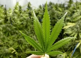 Она походу и курила это