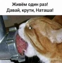 Почему вездесущих кошек практически нет в Индии