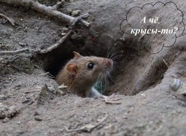 9 фактов о городских летучих крысах