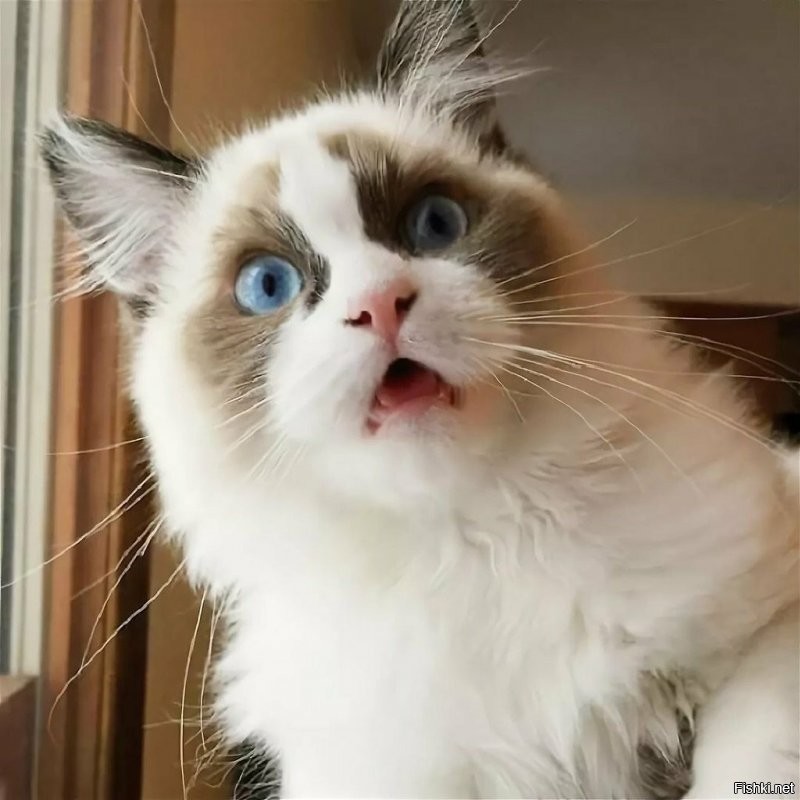 Солянка от 06.12.2021