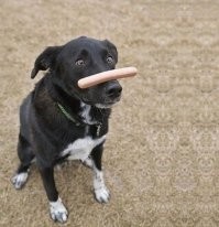 Собаки вегетарианцы?? Ну это только если их на привязи держать.