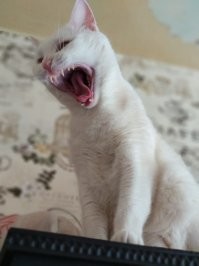 Минутка усатого юмора: о котейках и их двуногих питомцах