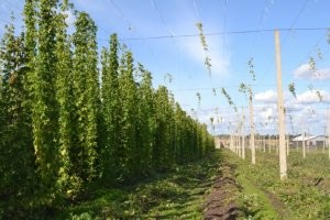 Как видно, случаются и обрывы подвязки (на пустых, уже убранных проводах несколько обрубков болтается), но это редко.