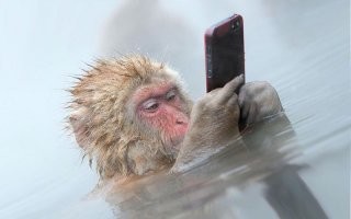 Зачем снежные обезьяны отправляются зимой на рыбалку