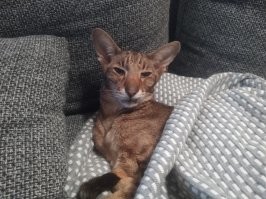 Кот был, и какой, всем котам кот. Но возраст и болезни взяли своё. Не так давно пришлось с ним распрощаться...