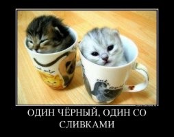 15 домашних любимцев, которые доказывают, что могут вписаться куда угодно