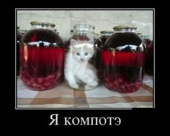 15 домашних любимцев, которые доказывают, что могут вписаться куда угодно