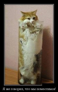 15 домашних любимцев, которые доказывают, что могут вписаться куда угодно