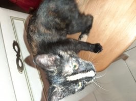 Редкость, говорите?