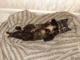 Редкость, говорите?