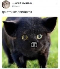 Скрины из соцсетей