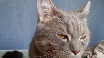 Вот она,Изя)