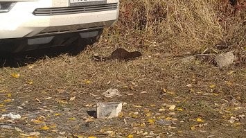 Спешит на обед