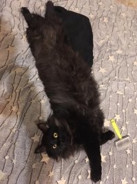 Минутка усатого юмора: о котейках и их двуногих питомцах