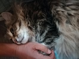 Минутка усатого юмора: о котейках и их двуногих питомцах