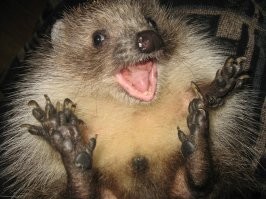 Лень,да и постов тут про ежей уже было немерено... Ёж как ёж. Подобрал мелким, где-то месячным. У дороги, там дорожники ремонт вели по расширению дороги, может от матери отстал, если успела свалить до того как обочины в асфальт закатали...Жил у меня два года в квартире, потом в наглую стал самку требовать путём псевдо"бли ноги(как собака). А где ж я ему самку возьму? 
Выпустил у отца на своём дому весной, там другие ежи нет-нет,да появлялись. Ничего, год прожил, перезимовал, шарахался по участку, ужей таскал, на следующий год к осени куда-то свалил. 
 Топает (хотя скорее скребет когтями). Молоко нельзя-начинает поносить. 
Но очень любил мороженое, хрен оттащишь.  Жрёт мясо и червей/насекомых. Наглый. ОЧЕНЬ ЗЛОПАМЯТНЫЙ. Признаёт только одного хозяина, остальных терпит, может цапнуть исподтишка. Но жрёт, падла, у всех.) Срал, как ни странно, не где попало, а у себя возле коробки, я там газеты стелил.
Зимой дрых на балконе в картонке с сеном. Иногда (пару раз) просыпался зимой. Нужно выдерживать температуру примерно 5 градусов и меньше,но не минусовую. Короче при закрытом не теплом балконе в коробке с сеном-самое то. Если не давать зимовать-заболеет и сдохнет. 
Как-то так.