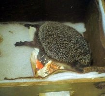 Лень,да и постов тут про ежей уже было немерено... Ёж как ёж. Подобрал мелким, где-то месячным. У дороги, там дорожники ремонт вели по расширению дороги, может от матери отстал, если успела свалить до того как обочины в асфальт закатали...Жил у меня два года в квартире, потом в наглую стал самку требовать путём псевдо"бли ноги(как собака). А где ж я ему самку возьму? 
Выпустил у отца на своём дому весной, там другие ежи нет-нет,да появлялись. Ничего, год прожил, перезимовал, шарахался по участку, ужей таскал, на следующий год к осени куда-то свалил. 
 Топает (хотя скорее скребет когтями). Молоко нельзя-начинает поносить. 
Но очень любил мороженое, хрен оттащишь.  Жрёт мясо и червей/насекомых. Наглый. ОЧЕНЬ ЗЛОПАМЯТНЫЙ. Признаёт только одного хозяина, остальных терпит, может цапнуть исподтишка. Но жрёт, падла, у всех.) Срал, как ни странно, не где попало, а у себя возле коробки, я там газеты стелил.
Зимой дрых на балконе в картонке с сеном. Иногда (пару раз) просыпался зимой. Нужно выдерживать температуру примерно 5 градусов и меньше,но не минусовую. Короче при закрытом не теплом балконе в коробке с сеном-самое то. Если не давать зимовать-заболеет и сдохнет. 
Как-то так.