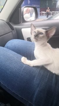 Минутка усатого юмора: о котейках и их двуногих питомцах