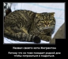Минутка усатого юмора: о котейках и их двуногих питомцах