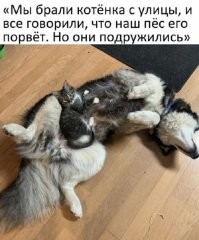 Когда нибудь эта дружба выйдет боком кошке. У родителей кошку так загрызли собаки сразу при выходе на улицу с подъезда, так как не было инстинкта самосохранения от собак.