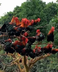 Голубой огонёк на Первом.