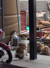 Пёс зашел не в тот район