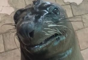 Полиция перекрыла улицу, чтобы водители не наехали на спаривающихся морских львов