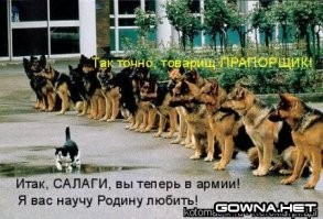 Пёс зашел не в тот район