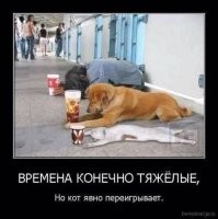 Пёс зашел не в тот район