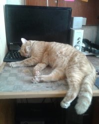 Мой Феликс тоже спит там, где сам хочет: