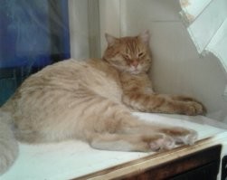 Мой Феликс тоже спит там, где сам хочет: