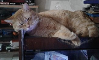 Мой Феликс тоже спит там, где сам хочет: