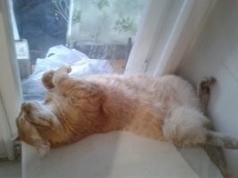 Мой Феликс тоже спит там, где сам хочет: