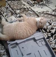 Мой Феликс тоже спит там, где сам хочет: