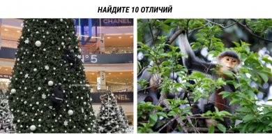 "Ёлочка, гори": бездомный испортил американцам рождественское настроение