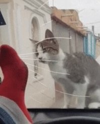 Видал я дебилов, но такого ...