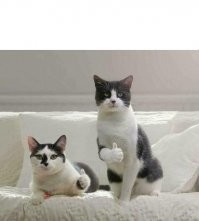 Пёс зашел не в тот район