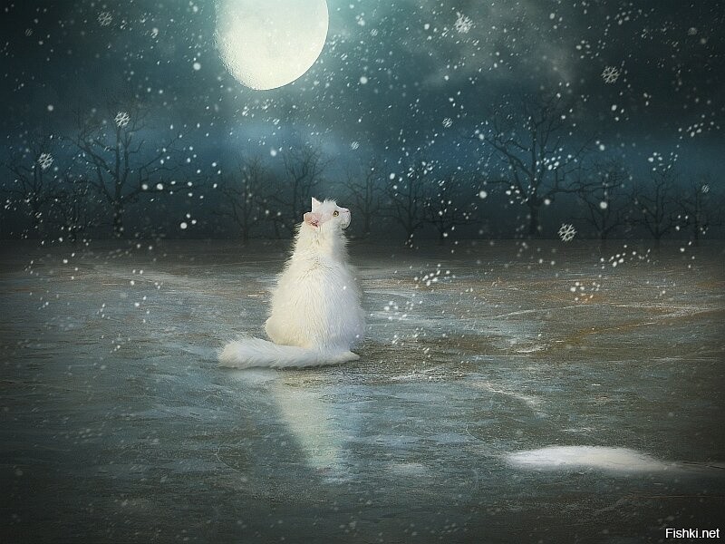 Солянка от 10.12.2021