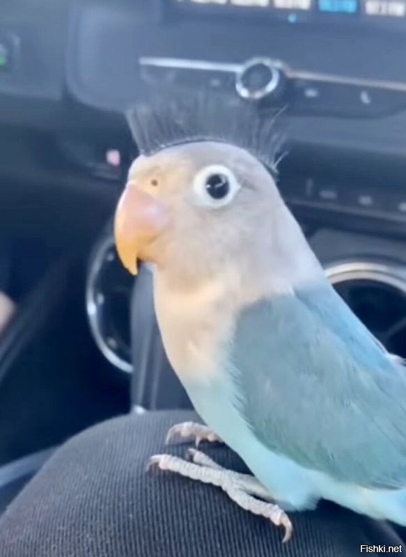 Солянка от 10.12.2021