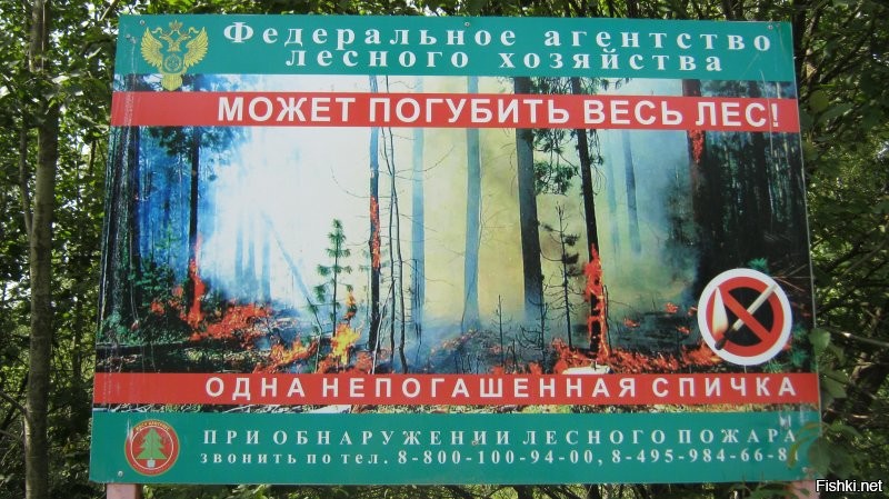 Федеральное агентство лесного хозяйства-МОЖЕТ ПОГУБИТЬ ВЕСЬ  ЛЕС! и принести лайки