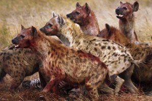 Не надо унижать волков ,сравнивая их с безнацианальными приезжими Своим поведением эти выродки больше подходят на стаю гиен !