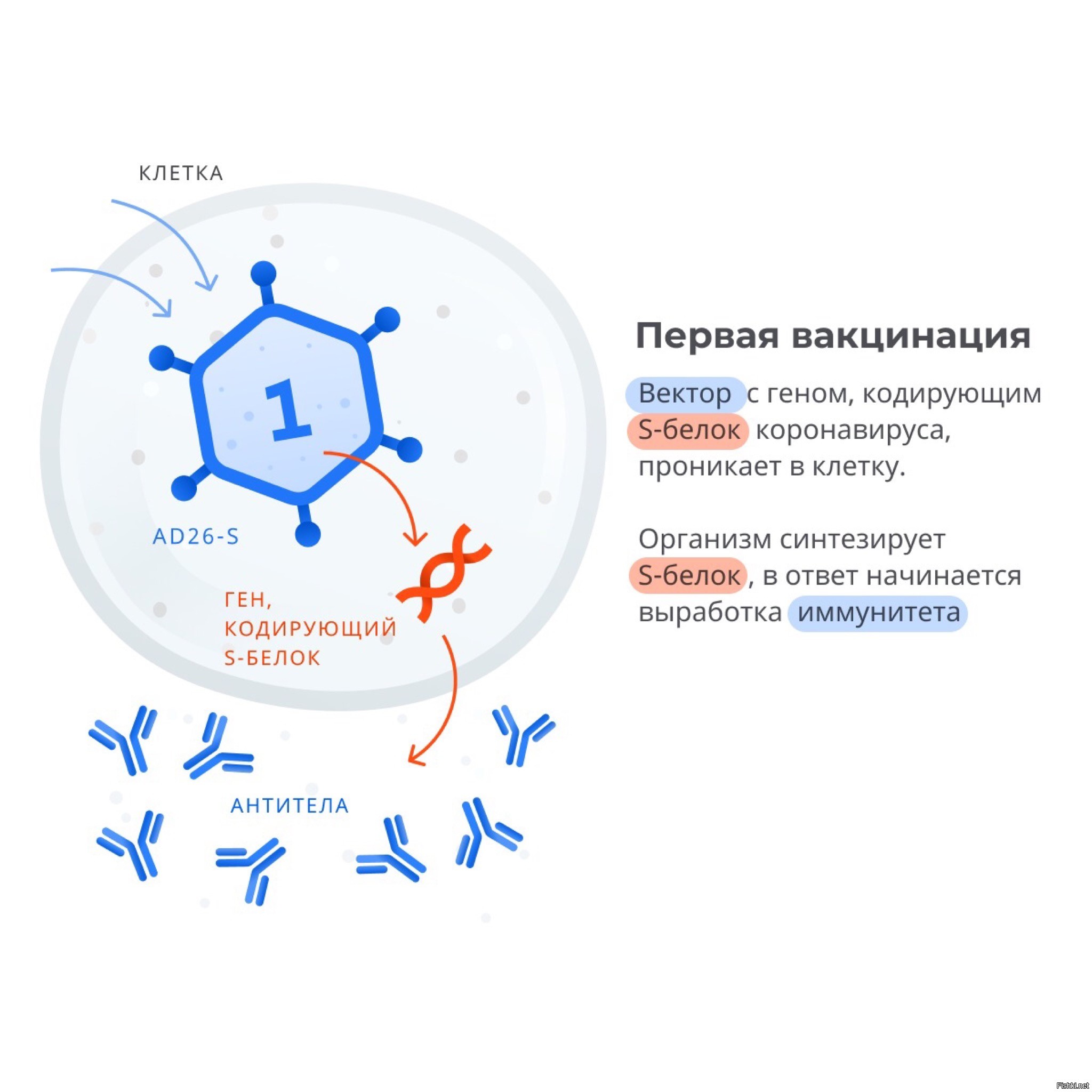 Covid 19 общая характеристика история открытия разработка вакцины презентация