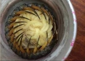 эти не страшные реально страшные вот)))смотри у нее материнский инстинкт)