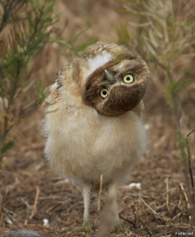 Я тут давеча (и не раз) видел, что некоторые мастера (колдуны) умеют аудио бе...