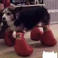 не так я себе породу боксер представлял