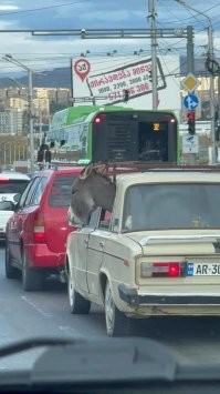 Брата везет