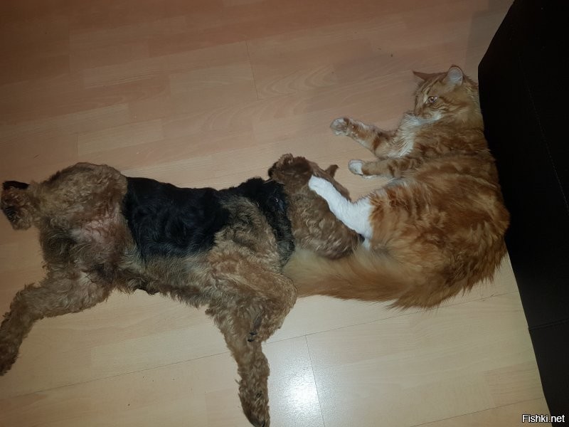 Солянка от 11.12.2021