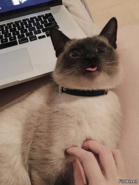 Солянка от 11.12.2021